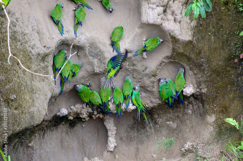 Blue-headed Parrot (Pionus menstruus) on a clay lick on the banks of the Napo River, Ecuador