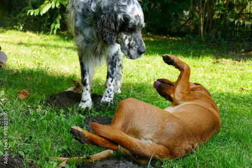 behaviour of dogs, dominant and submissive dog 