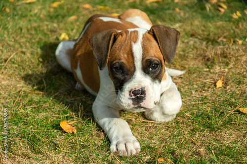 Young dog lying on the grass, sunny outdoor view