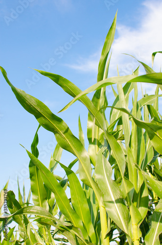 Liście kukurydzy na tle niebieskiego nieba