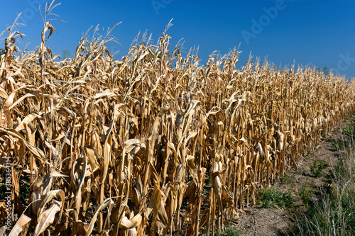 corn field with sky in autumn