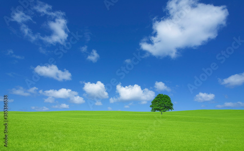 草原の一本木と雲