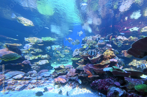 Tropical fish and corals in Ningaloo reef coast