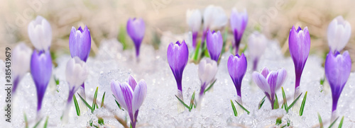 panoramic view on crocus blooming in the snow