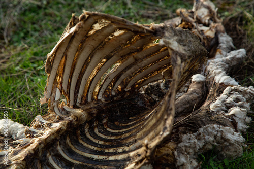 Detalle de esqueleto de interior de cuerpo de animal muerto