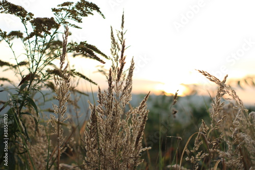 trawy na łące na podczas wschódu Słońca jesienią w małopolsce 