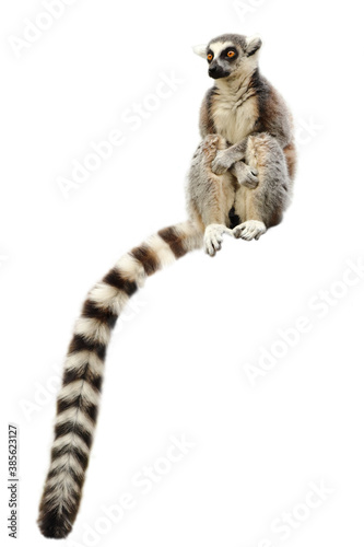 Portrait of ring-tailed lemur, Lemur catta, isolated on white background. Monkey sitting with forelegs crossed on knees. Long tail, the most famous sign, hanging down. Habitat Madagascar, Africa. 