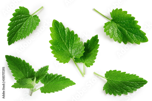 Wet melissa leaves isolated on white background. Top view, flat lay