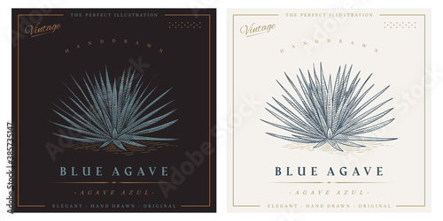 Vintage agave azul detailed engraved style illustration. Blue agave sketch