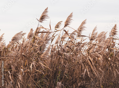 The reed grows near the reservoir