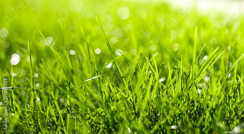 Beautiful green grass with rain drops. Artistic image of purity and freshness of nature banner. 