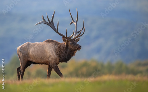 Bull Elk During the Rut in Autumn 