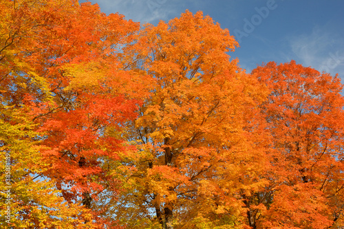 Autumn in New England. Deep blue sky and tall maple trees with brilliant red and orange leaves.