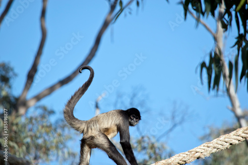 the male spider monkey is climbing on a rope