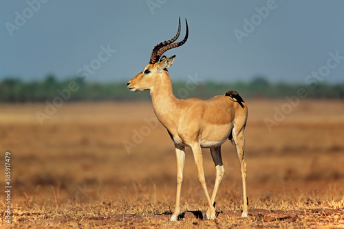 A male impala antelope (Aepyceros melampus) with oxpecker bird, Matusadona National Park, Zimbabwe.