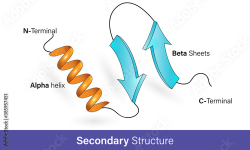 Secondary structure of proteins, Alpha helix and beta sheets, Protein confirmation, vector illustration graphic design 