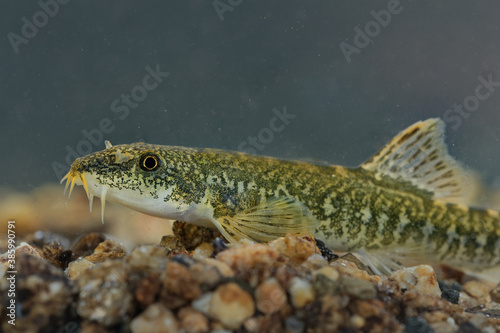 Struma stone loach - Oxynoemacheilus bureschi species of ray-finned fish in stone loach family Nemacheilidae, found in the Struma, Vardar and Nestos river basins Bulgaria, Greece, Macedonia and Serbia