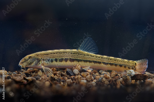 Bulgarian spined loach - Cobitis strumicae species of ray-finned fresh water fish in the family Cobitidae. It is found in Bulgaria and Greece