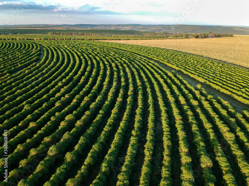 aerial view of coffee field in Brazil