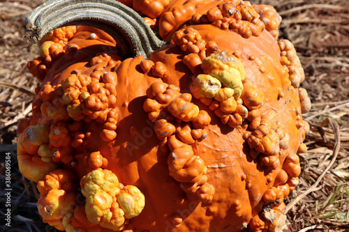 Lumpy bumpy pumpkin close up