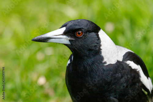 Australasian Magpie in New Zealand