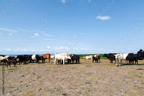 Cows grazing on common land during the summer heatwave and drought of 2018. The cattle herd together to gain shade from the sun and search for water as the ponds dry up across the countryside.