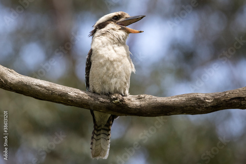 Laughing Kookaburra with mouth open