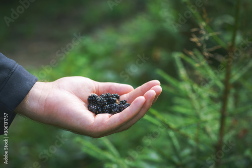Freshly harvested blackberries in a hand. Man hand holding freshly picked wild blackberry fruits against green forest background