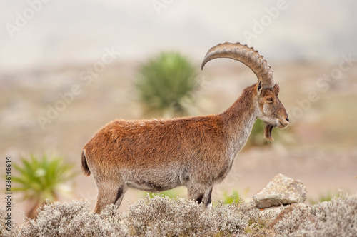 Walia Ibex (Capra walie), Simien mountains national park, Amhara region, North Ethiopia