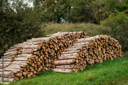 Mehrere Haufen mit gestapeltem Holz / Brennholz (Waldwirtschaft) in der Natur zwischen grünen Hecken