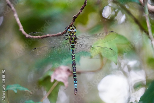 Libellule bleue et verte, Aeshna cyanea