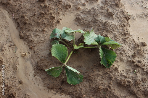 sadzenie truskawek, planting strawberries, truskawki