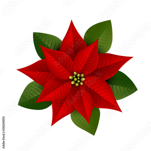 isolated poinsettia plant illustration on white background. christmas star flower