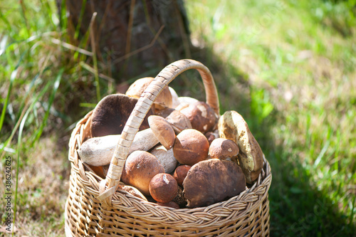 Basket with chic porcini mushrooms on a natural forest background