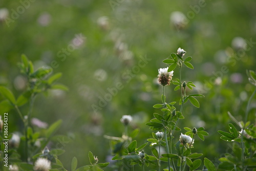 Trifolium alexandrinum is an annual clover cultivated mostly in irrigated sub-tropical regions, and used as leguminous crop.