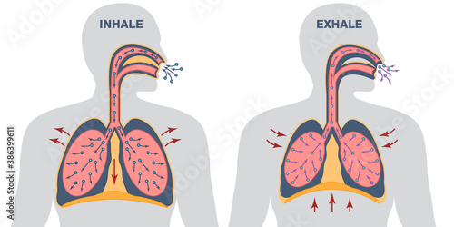 Infographics of breathing cycle, inspiration and expiration, gas exchange, visualisation of lung voulme during inhale and exhale, work of diaphragm