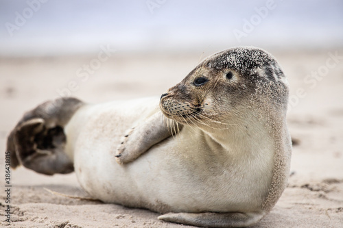 seals baby at the danish coast