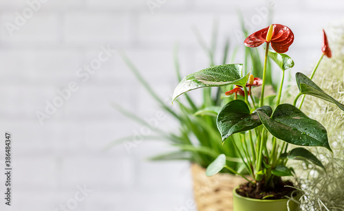 House plant red Anthurium in a pot on a wooden table. Anthurium andreanum. Flower Flamingo flowers or Anthurium andraeanum symbolize hospitality.