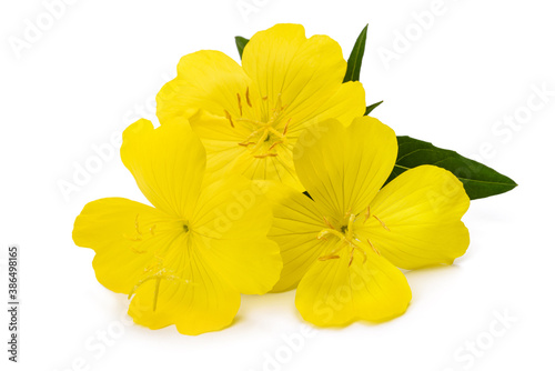 Evening primrose