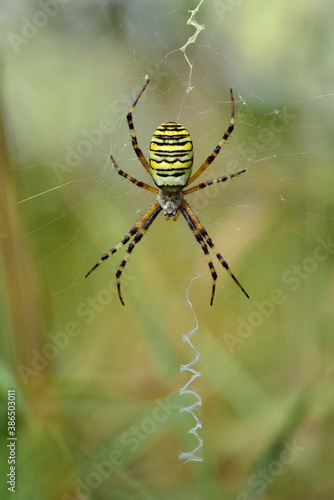 Portrait close up of a wasp spider (Argiope bruennichi) sitting in its cobweb waiting for prey