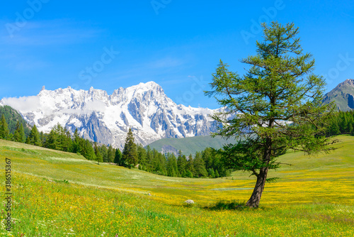 Highest mountain peaks in Italy, with snow, glaciers and blue sky. A blooming meadow and a tree in the foreground