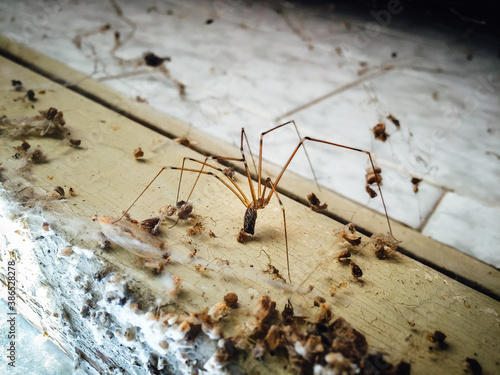 Close up of Pholcus phalangioides also known as longbodied cellar, daddy long-legs or skull spider, surrounded by its prey and feces.