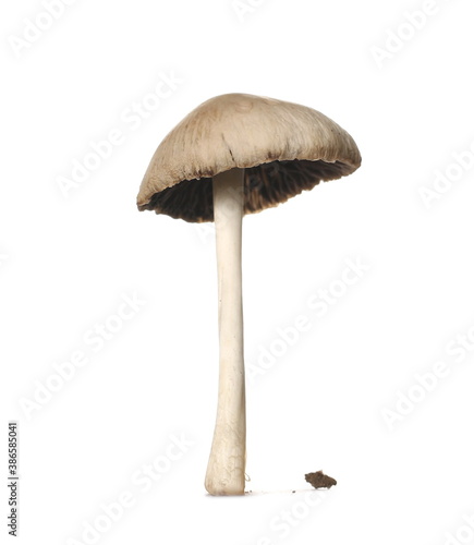 Mushroom, fungus isolated on white background