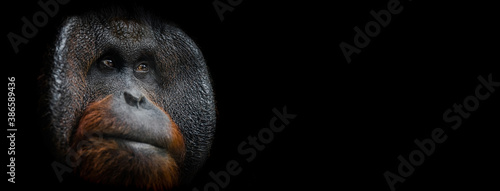 Template of Portrait of Orang utan with a black background