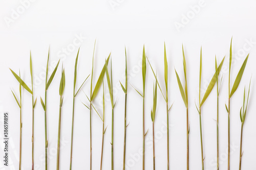 Common reed or southern reed on white background