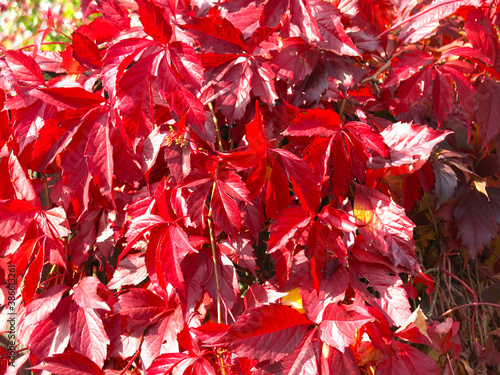 red wild ornamental grape vines in autumn