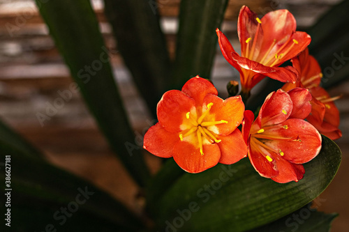 The bright red flowers of the clivia plant. South African flora