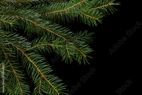 green fir branch isolated on black background, Christmas fir.