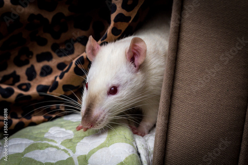 Fancy Pet Rat Sofa