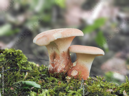 The Neolentinus cyathiformis is an inedible mushroom